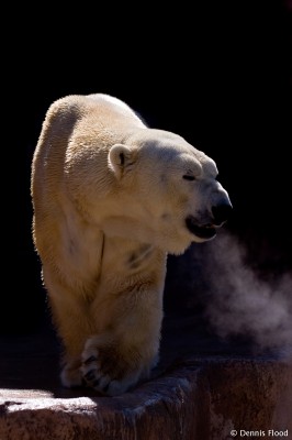 Prowling Polar Bear