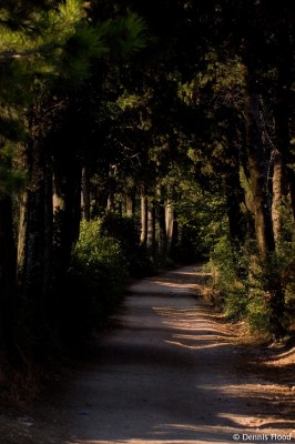 Quiet Shaded Dirt Road