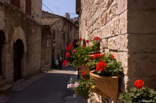 Red Wall Flowers