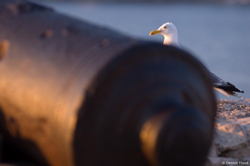 Seagull Behind a Cannon