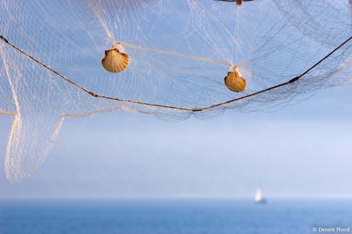 Shells in a Fish Net
