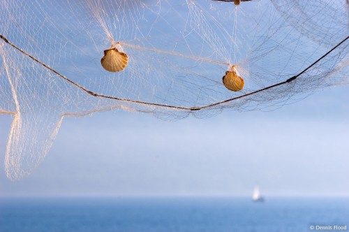Shells in a Fish Net