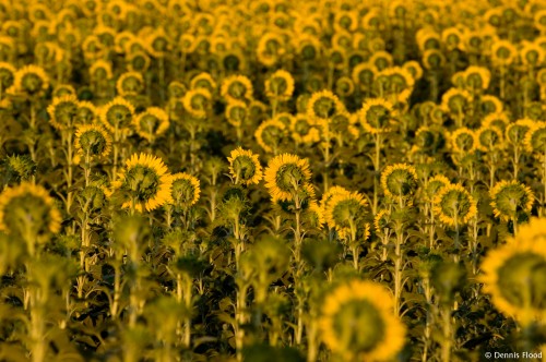 Shy Sunflowers