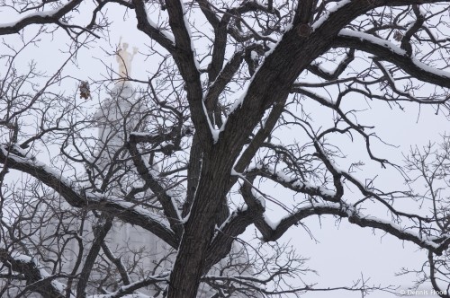 Snowy Oak at Capitol Square