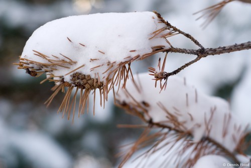 Snowy Pine Branch