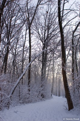 Snowy Trail