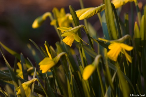 Spring Daffodils