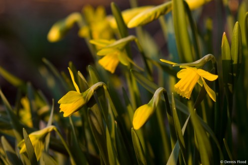 Blooming Daffodils