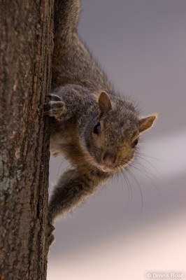 Eye to Eye with a Squirrel