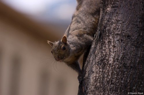 Squirrel on a Tree