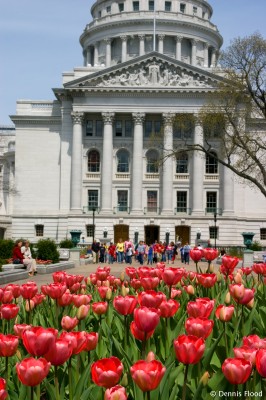 State Capitol Tulips