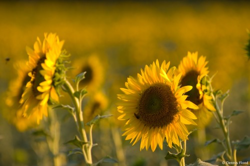 Sunflowers and Bees