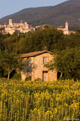 Sunflowers Near Assisi
