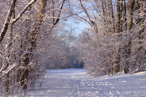 Trail in Winter