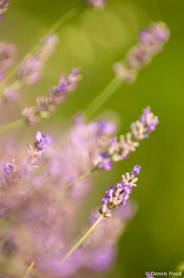 Wild Lavender Plants