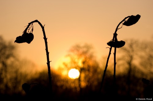 Wilted Sunflowers