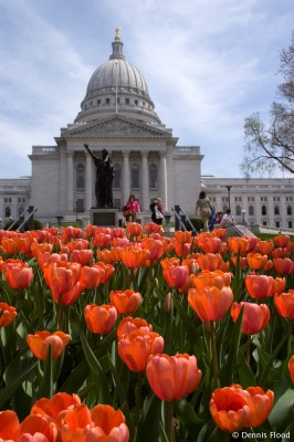 Wisconsin State Tulips