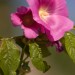 Bright Pink Flowers