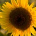 Closeup of a Sunflower