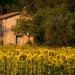 Field of Shy Sunflowers