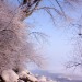 Frosted Shoreline