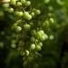 Green Grapes on a Vine