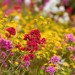 Irish Wildflowers