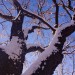 Looking Up at a Snowy Oak