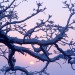 Oak Tree at Winter Sunrise