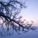 Oak Tree Before Winter Sunrise