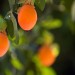 Orange Hanging Fruit