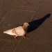 Pigeon and His Shadow