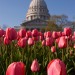 Pink Wisconsin Tulips