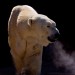 Prowling Polar Bear