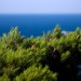 Seaside Evergreen Tree