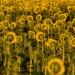 Shy Sunflowers