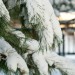 Snow-Covered Evergreen Tree
