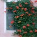 Sprawling Wall Flowers