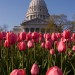 Wisconsin Tulips