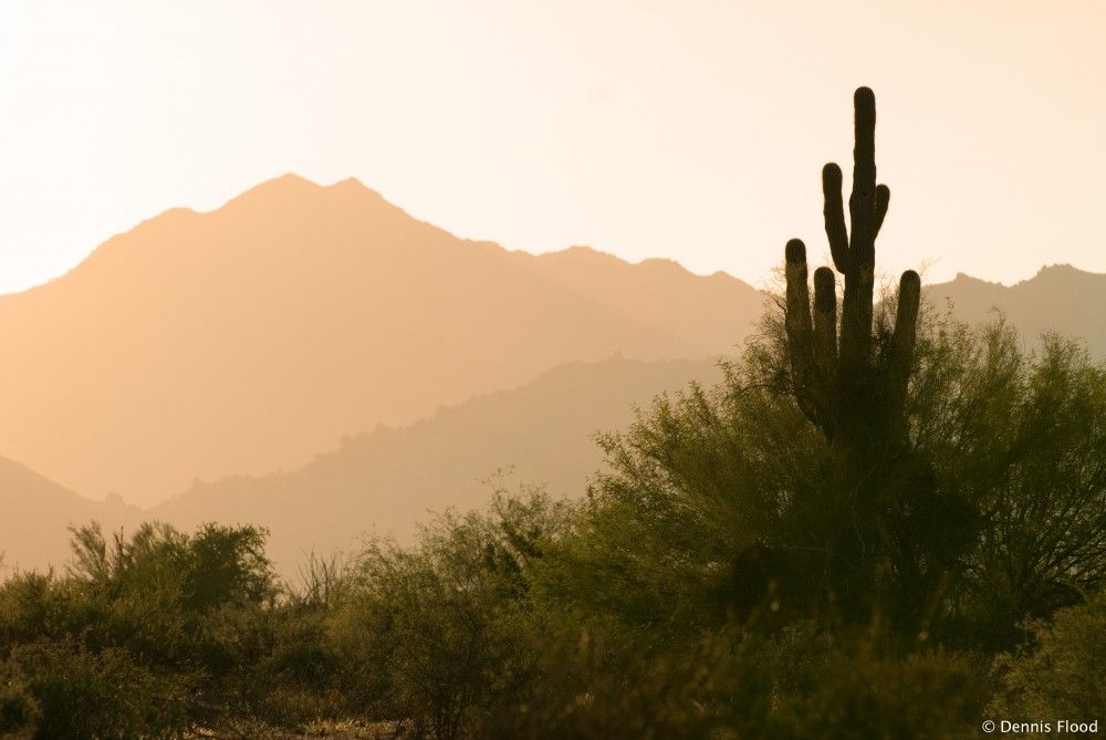 Cactus and Palo Verde