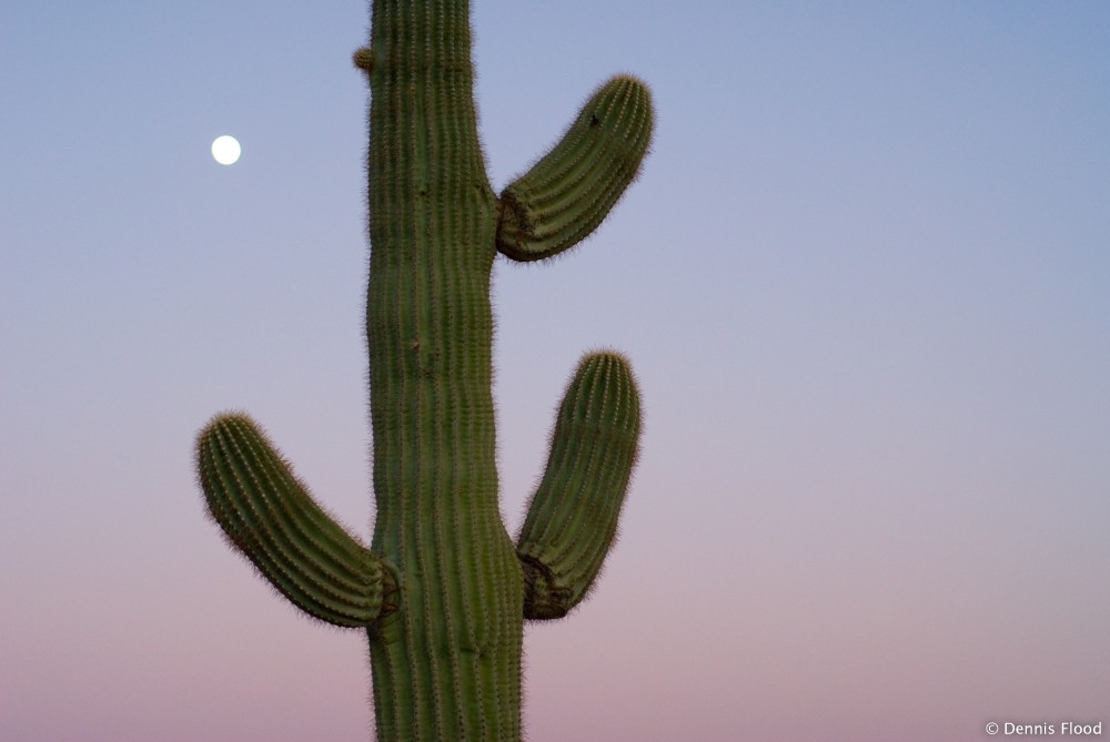 Desert at Dusk