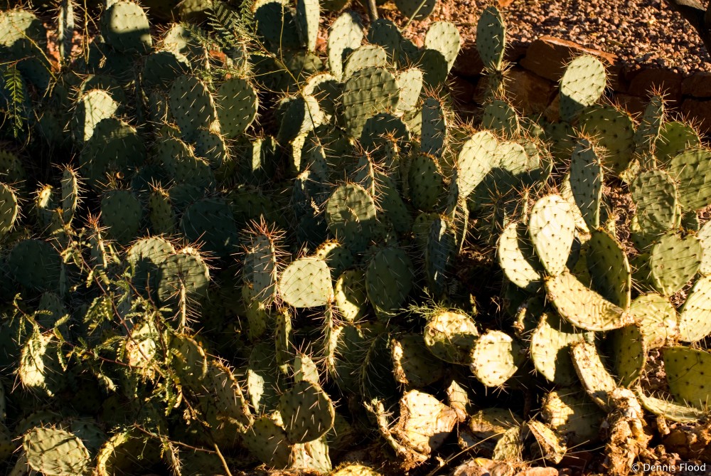 Prickly Pear Cactus