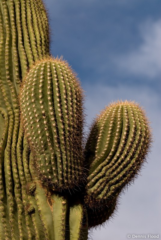 saguaro cactus prickles