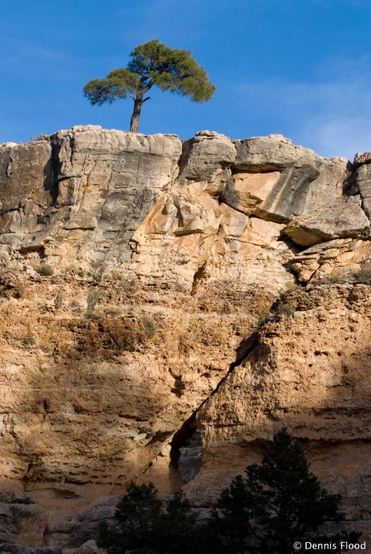 Small Tree at Grand Canyon