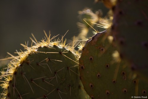 Aged Prickles