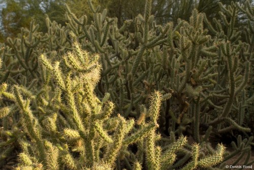 Arizona Cactus