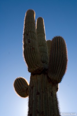 Cactus in the Sun