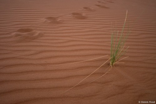 Camel Footprints