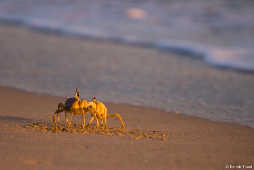 Fighting Crabs