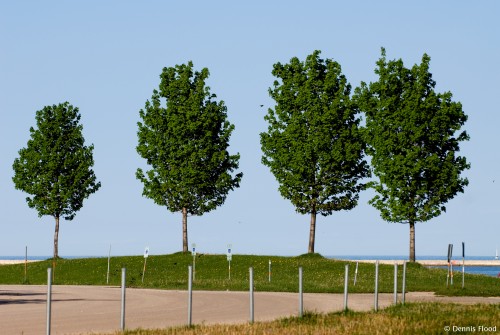 Four Trees